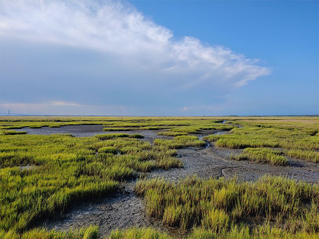 Jekyll Island Marshes by Ventures Birding